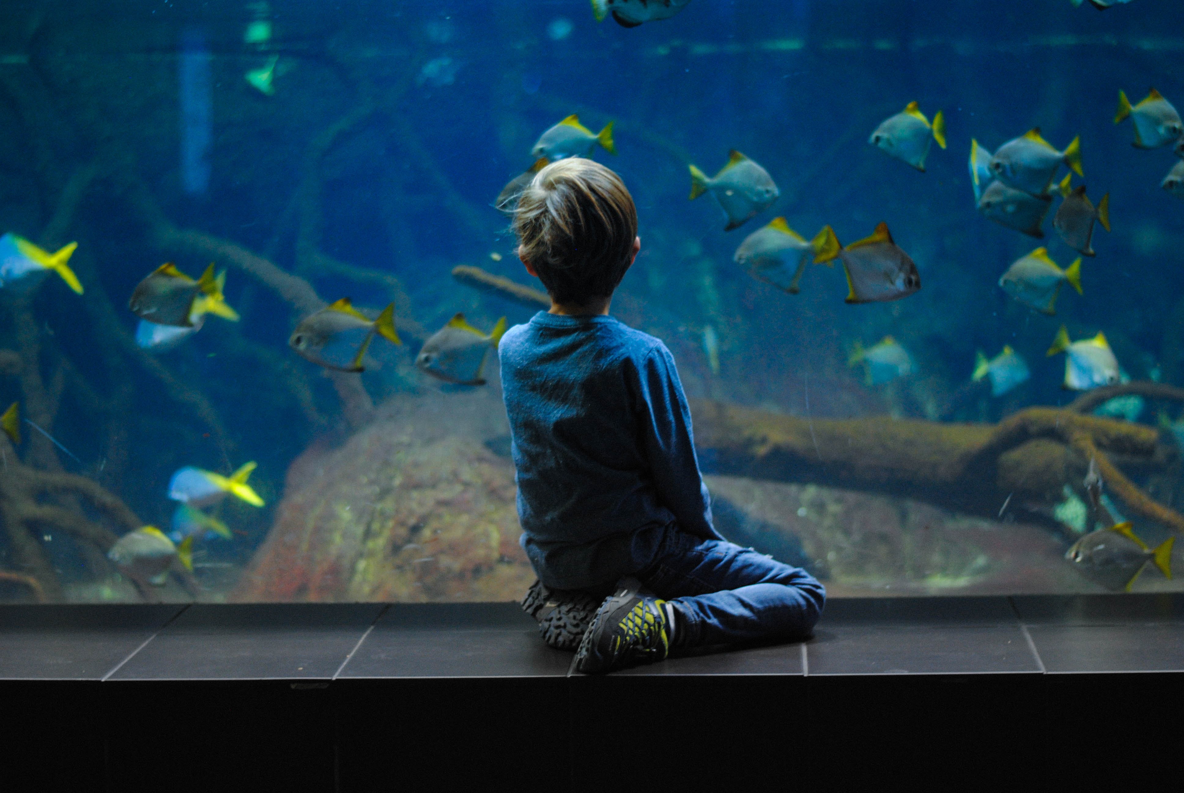 maravillas acuáticas en SEA LIFE Londre