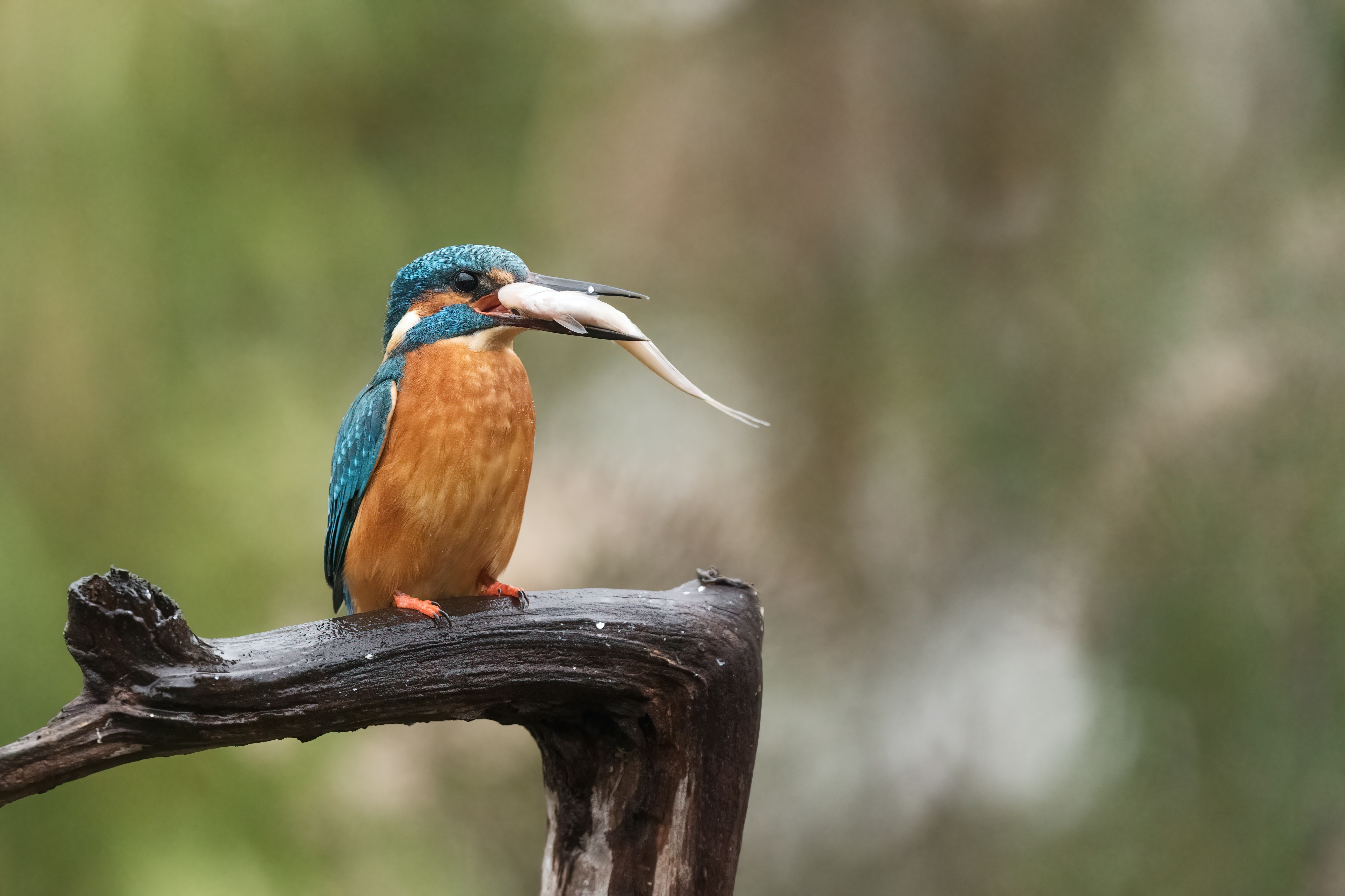 Wildlife photography at the Natural History Museum