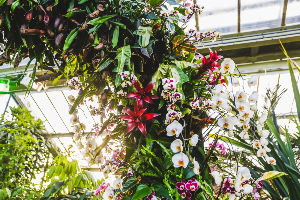 Kew Orchids festival