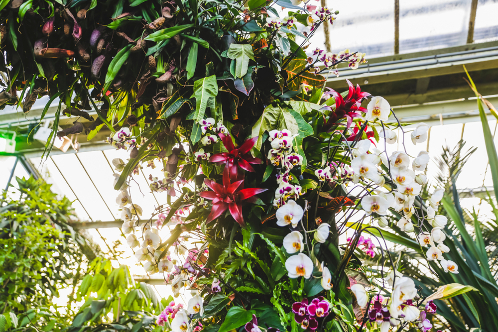 Festival des orchidées de Kew Gardens